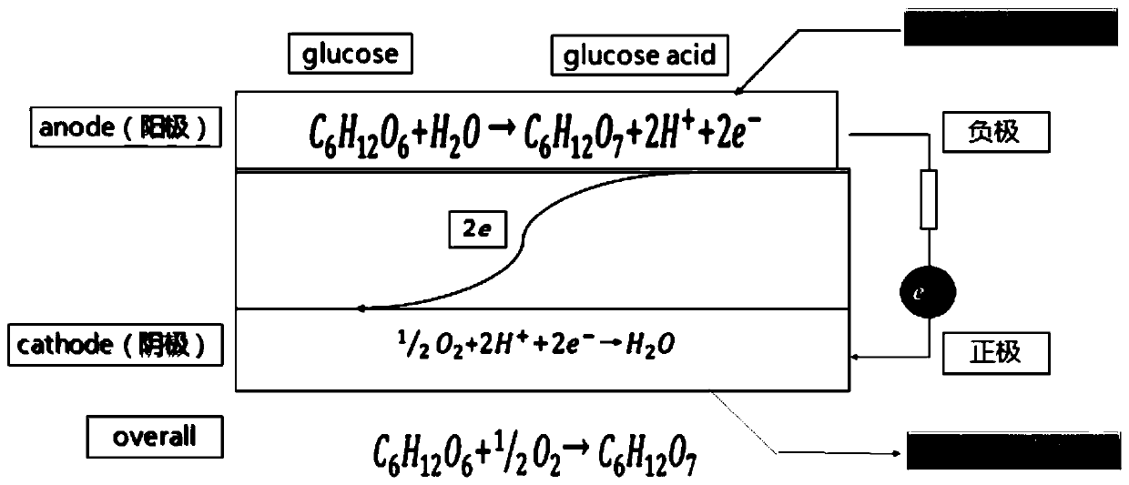 Fuel cell electrocatalytic porous gold electrode with sugar as raw material, preparation method thereof and application of fuel cell electrocatalytic porous gold electrode in artificial intelligence sensor