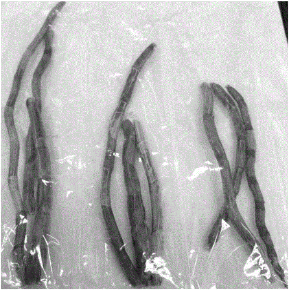 Freshness preservation method of medicinal materials