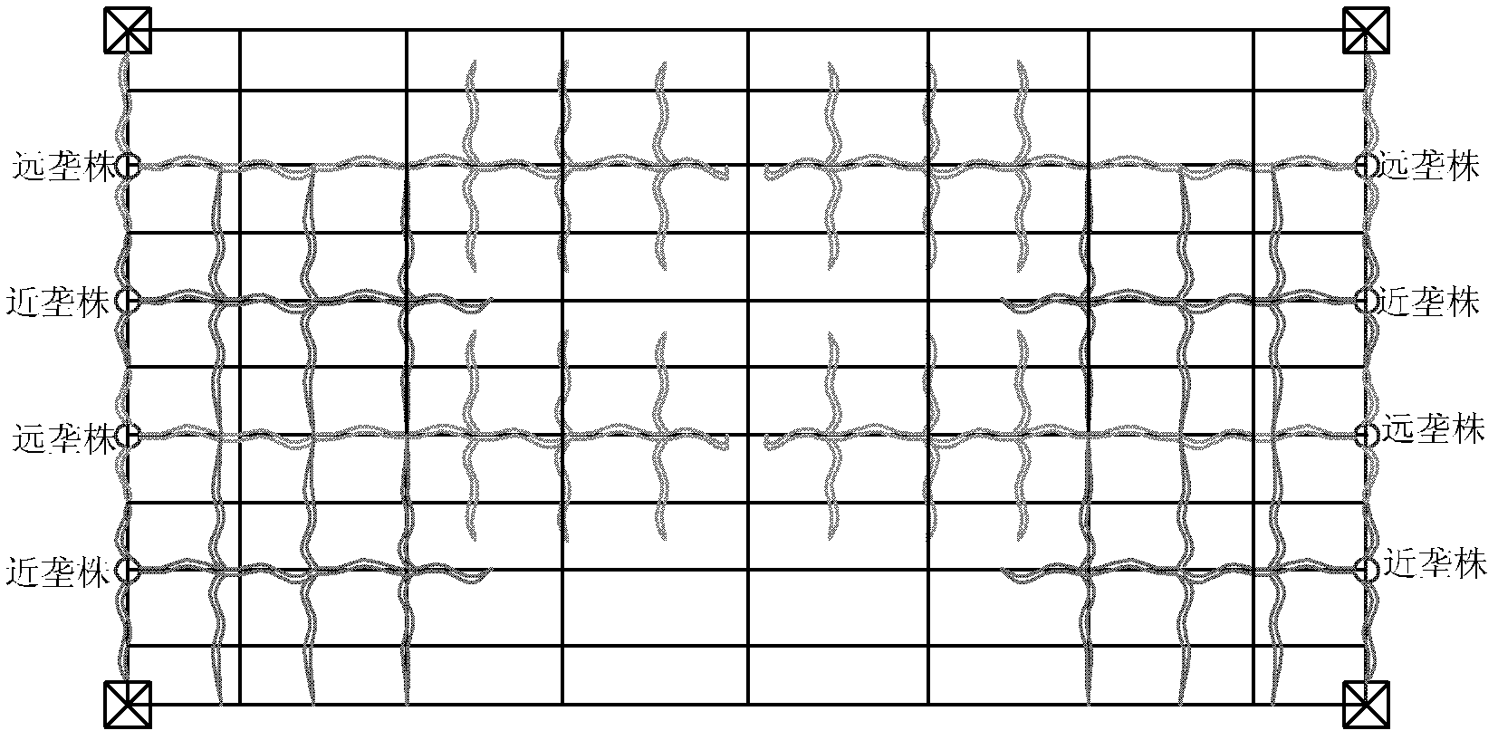 Pruning method for kiwifruit in elevated wide-spacing close-planting cultivation