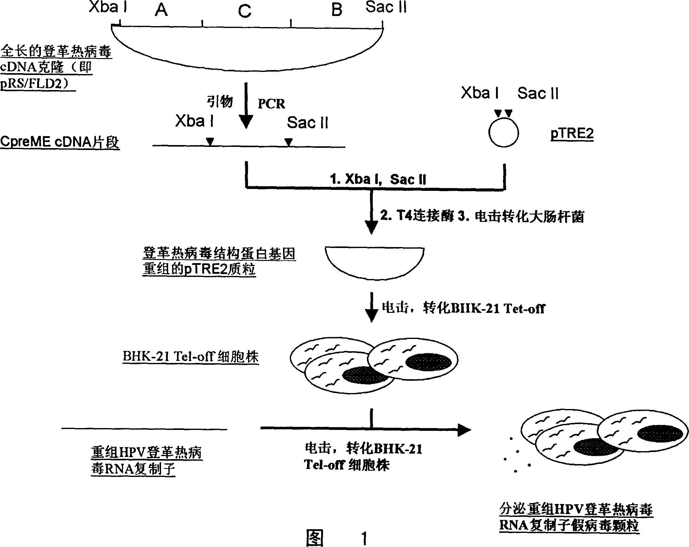 False virosome vaccine with recombinant replicon of dengue fever virus as carrier