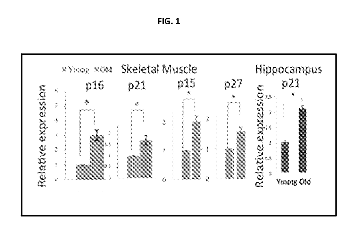 Molecular composition for enhancing and rejuvenating maintenance and repair of mammalian tissues