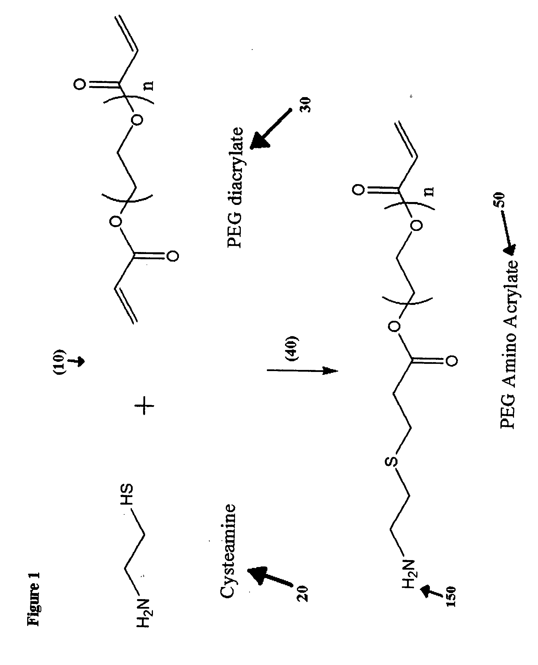 Method for the formation of hydrogel multilayers through surface initiated photopolymerization