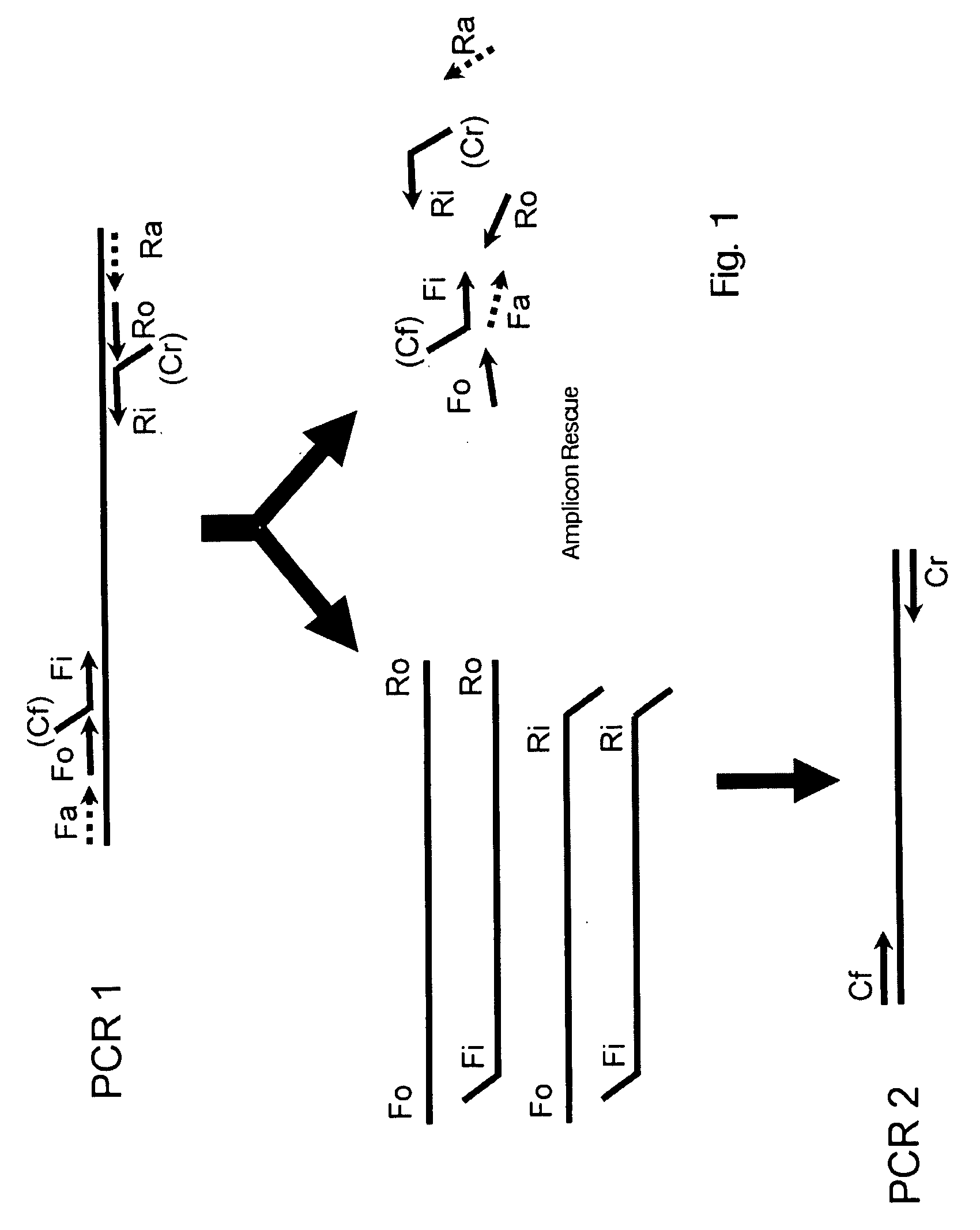 Amplicon Rescue Multiplex Polymerase Chain Reaction for Amplification of Multiple Targets