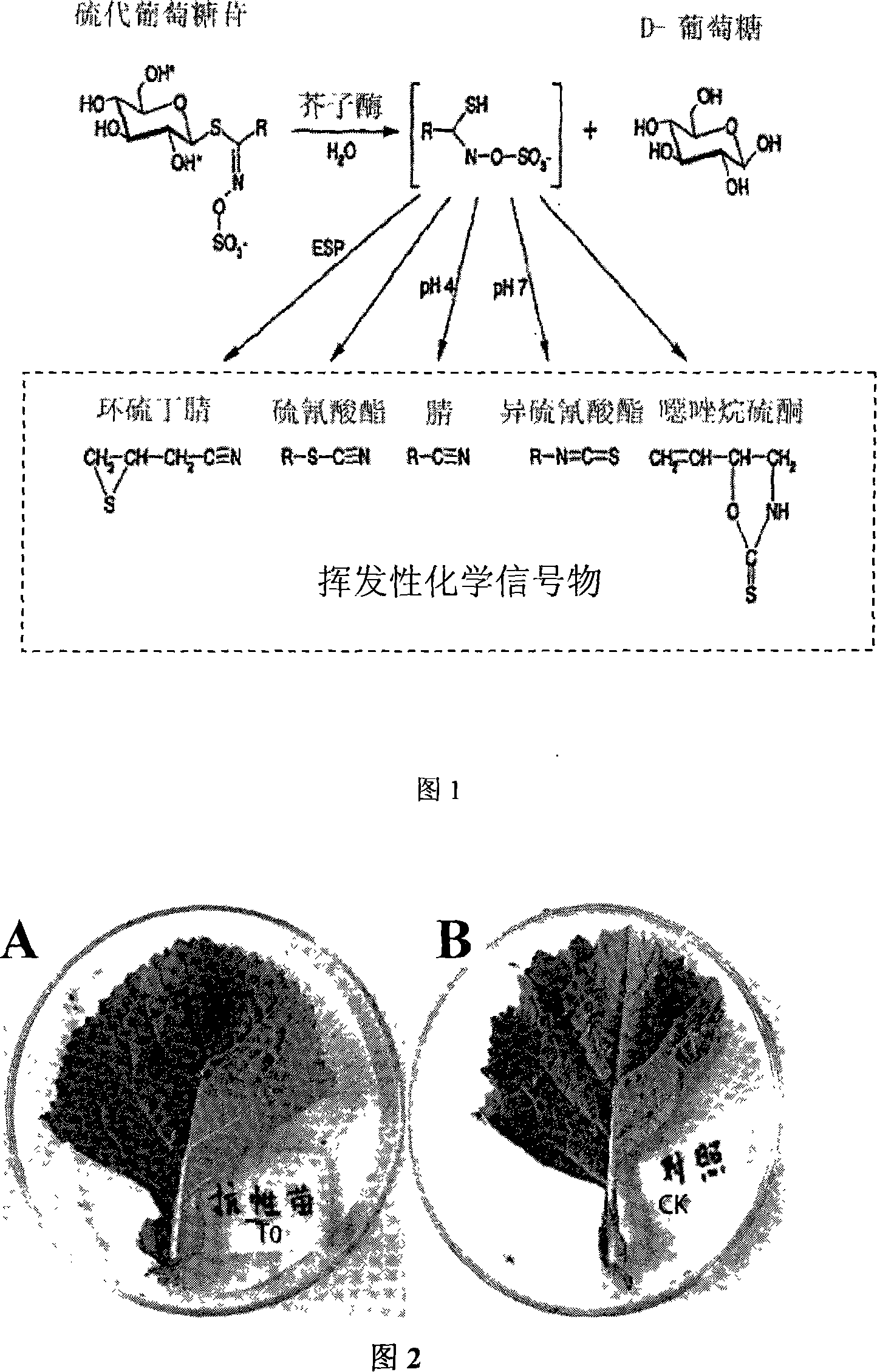 Method for cultivating wide spectrum pest-resistant transgene rape