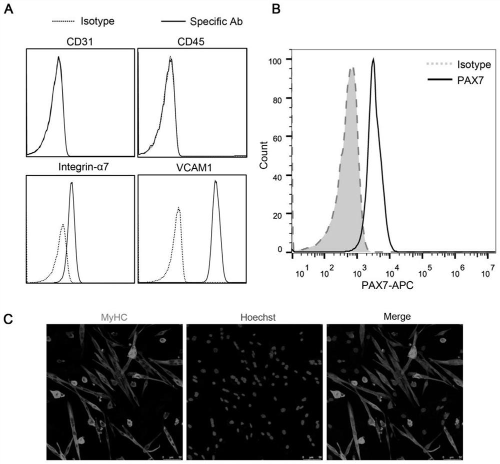 Application of muscle stem cells in the preparation of anti-inflammatory drugs