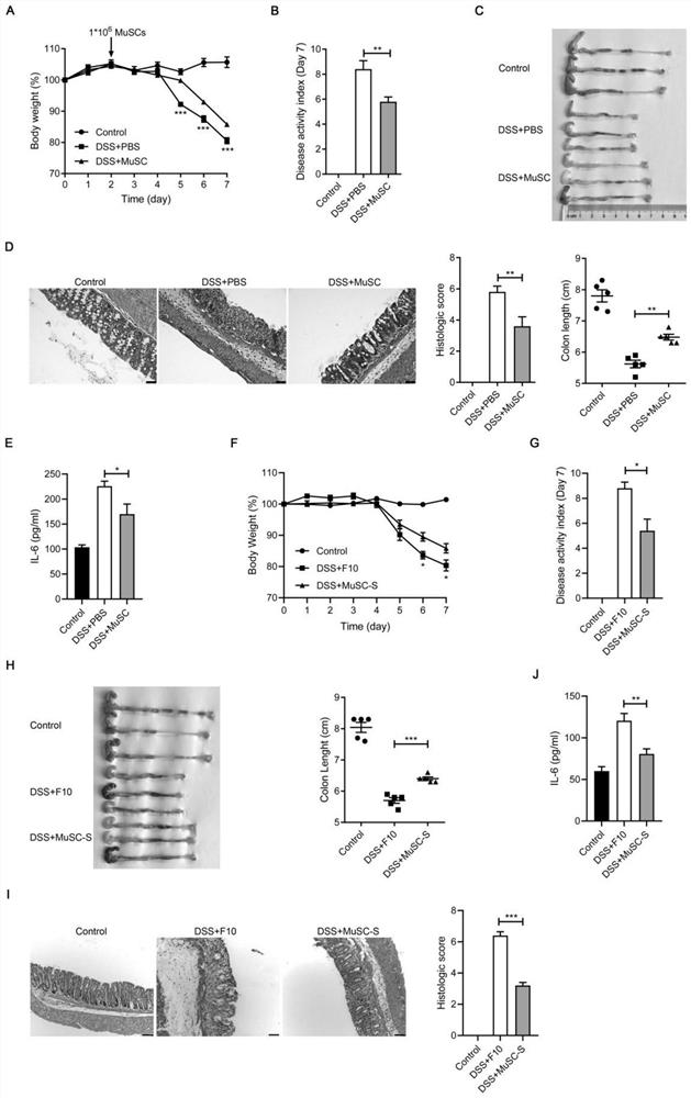 Application of muscle stem cells in the preparation of anti-inflammatory drugs