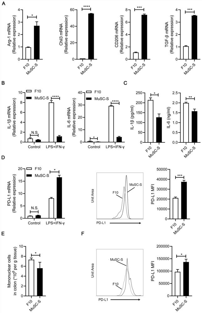 Application of muscle stem cells in the preparation of anti-inflammatory drugs