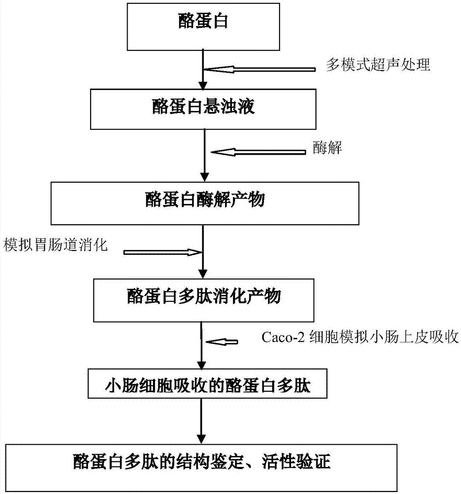 Ultrasonic sound assistant method for simulated digestion of casein active peptides and health food applications