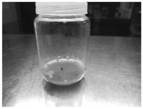 Culture medium for rapid propagation of dendrobium nobile seedlings and rapid propagation method thereof