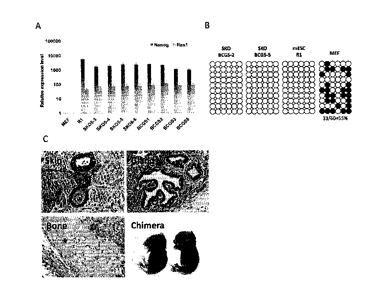 New application of ascorbic acid