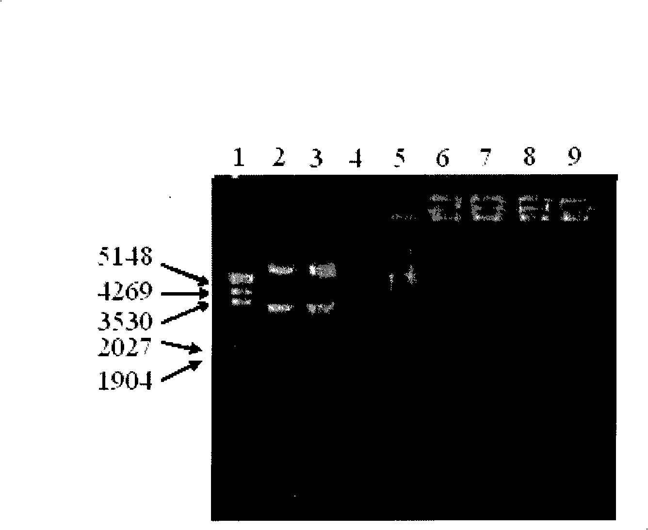 Carrier for gene transmission and preparation method thereof and application