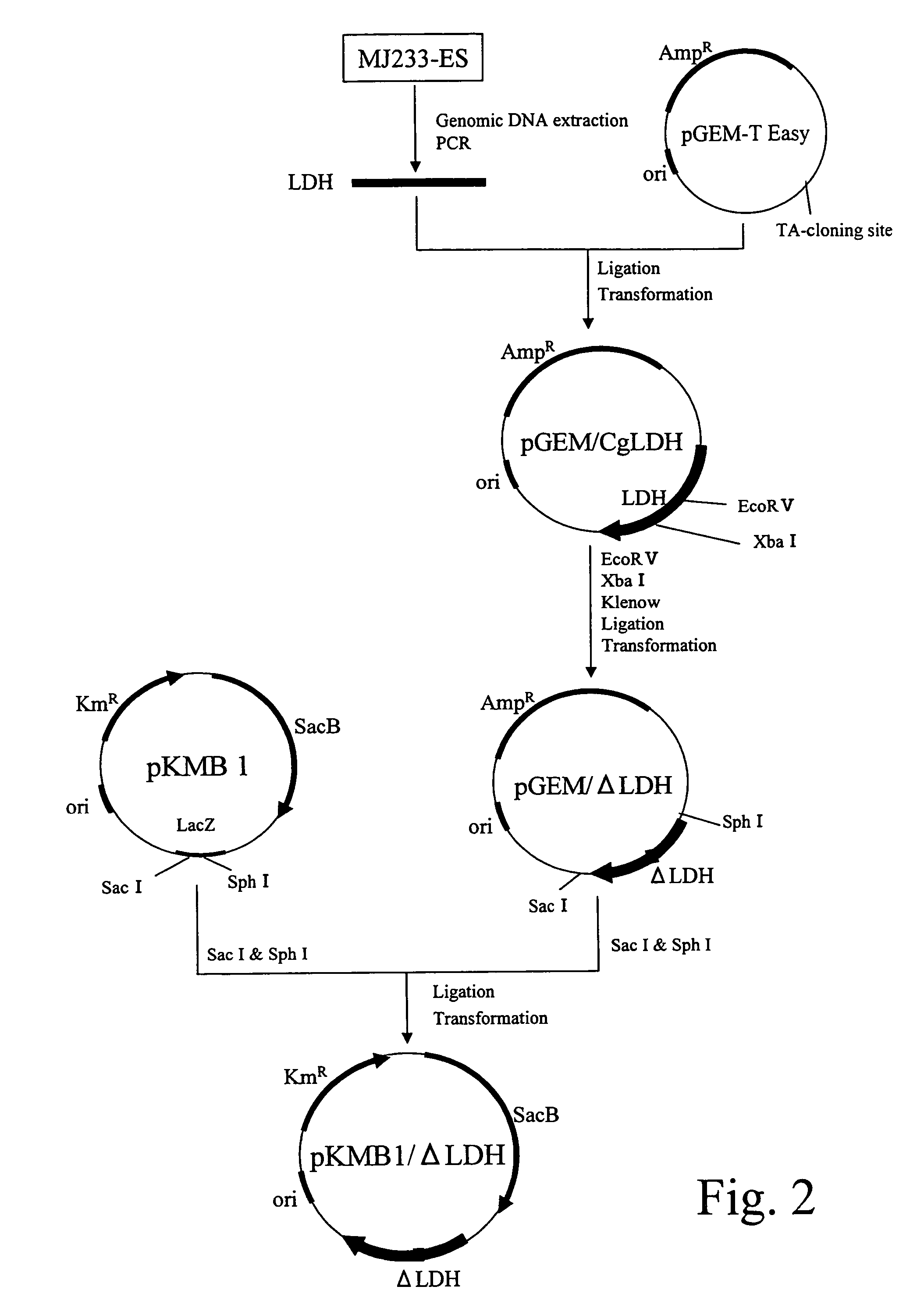 Method of producing succinic acid with bacterium comprising a modified fumarate reductase gene or a modified succinate dehydrogenase gene