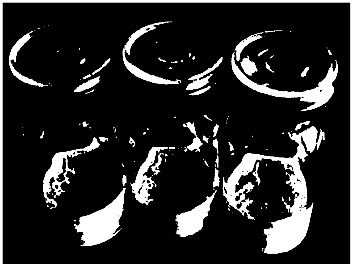 Freeze-dried powder having whitening activity and preparation method and application of freeze-dried powder