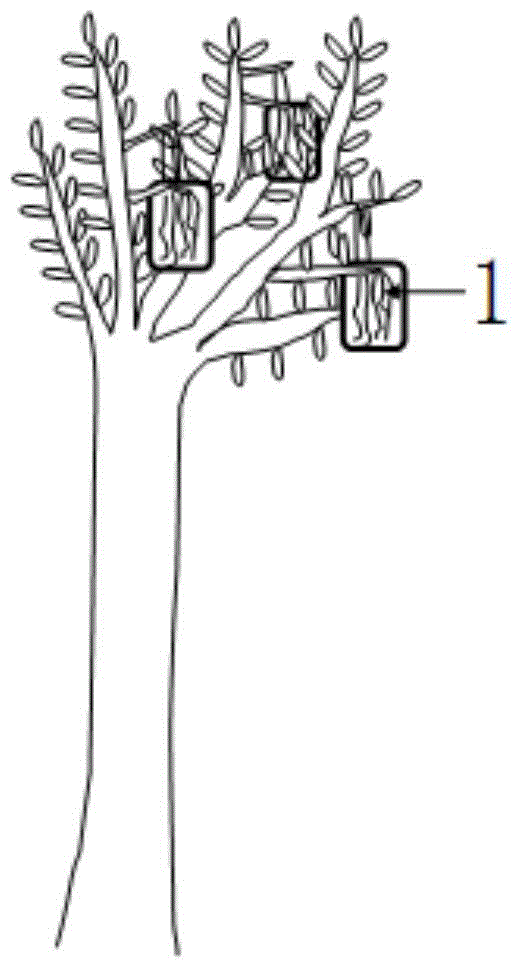 Cultivation method that significantly increases tree height and volume