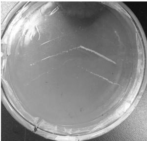 A kind of rhizobia yzm0144 and its application