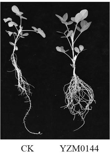 A kind of rhizobia yzm0144 and its application