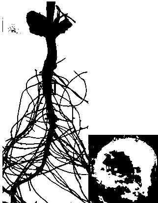 A kind of rhizobia yzm0144 and its application