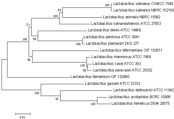 Lactobacillus salivarius capable of inhibiting Candida albicans growth, and separation method thereof