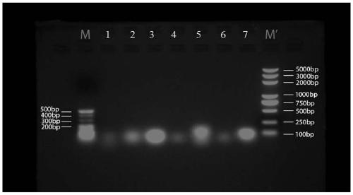 Paclitaxel-containing medicine, and preparation method, pharmaceutical composition and application thereof