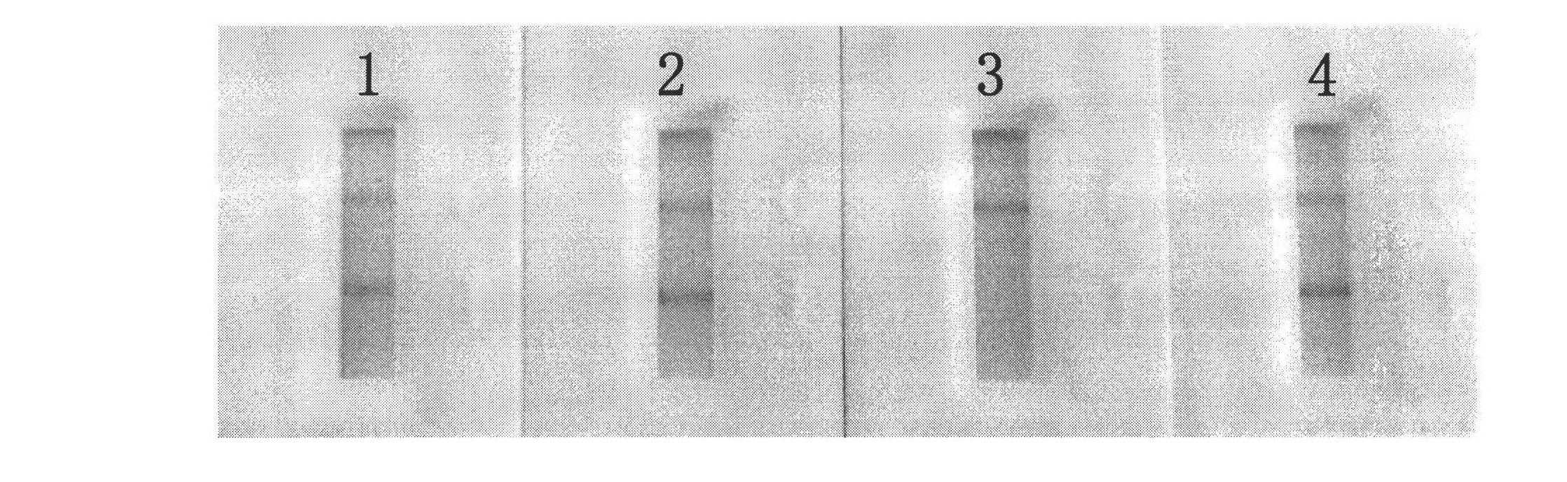 Preparation and application of miniature high-efficiency clenbuterol immuno-affinity chromatography column