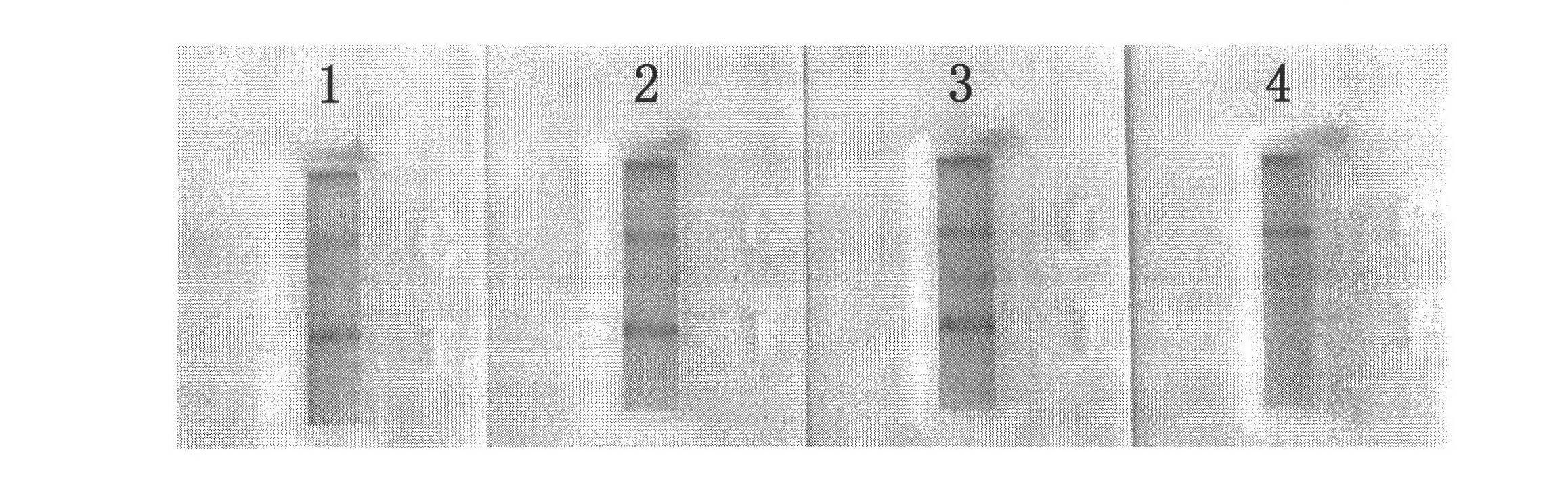 Preparation and application of miniature high-efficiency clenbuterol immuno-affinity chromatography column