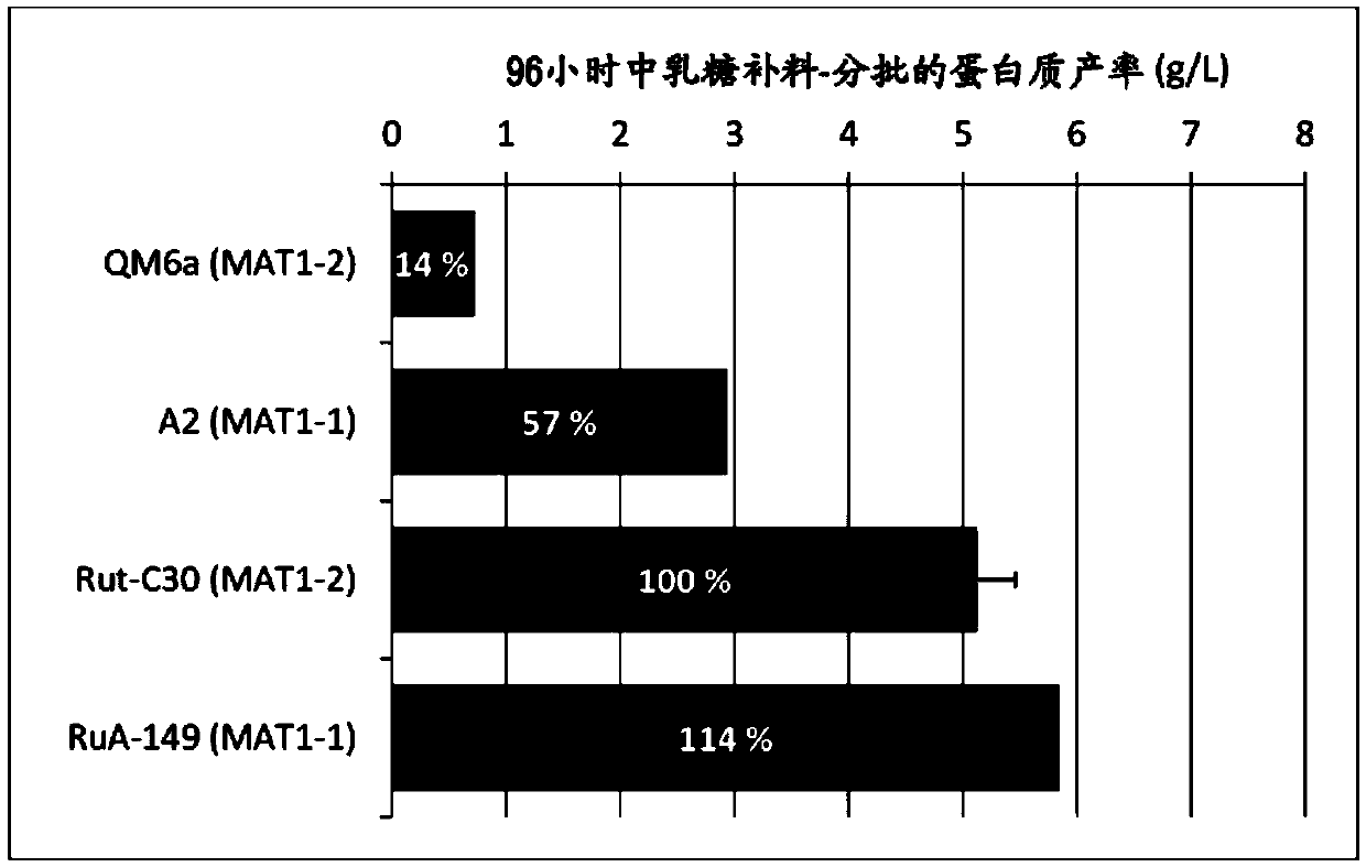 Hyperproductive trichoderma reesei strain featuring improved beta-glucosidase activity