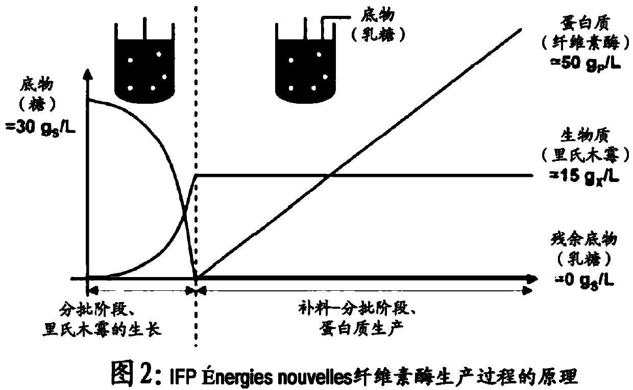 Hyperproductive trichoderma reesei strain featuring improved beta-glucosidase activity