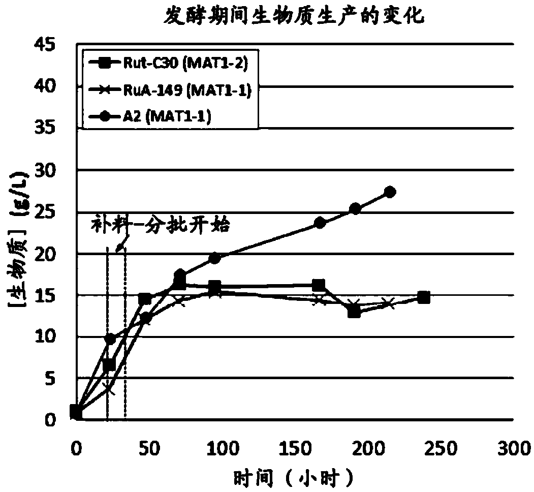 Hyperproductive trichoderma reesei strain featuring improved beta-glucosidase activity