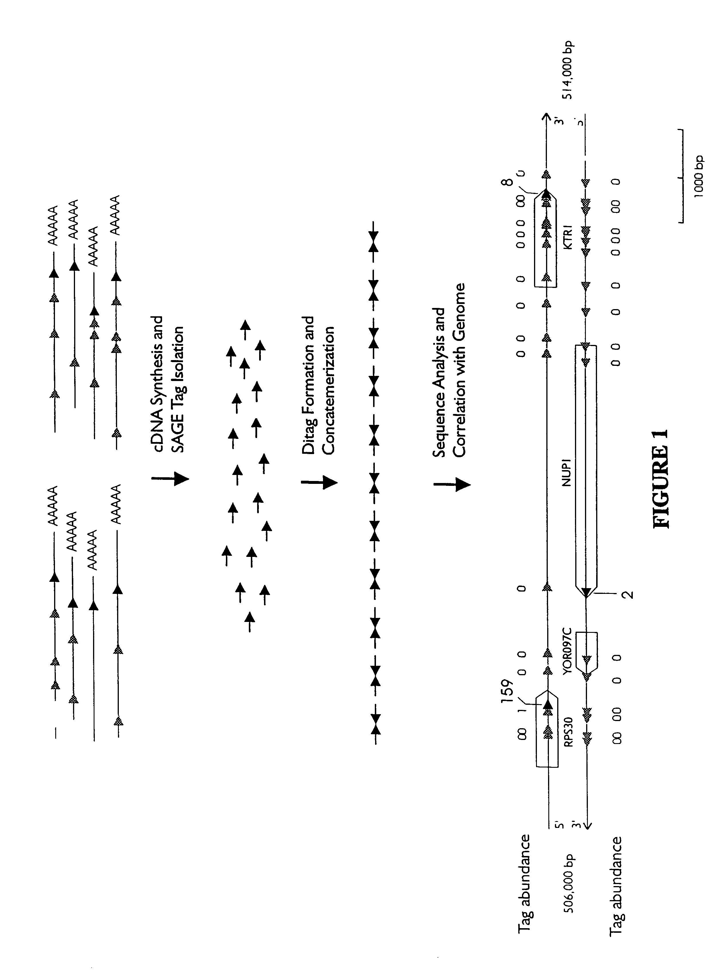 Characterization of the yeast transcriptome