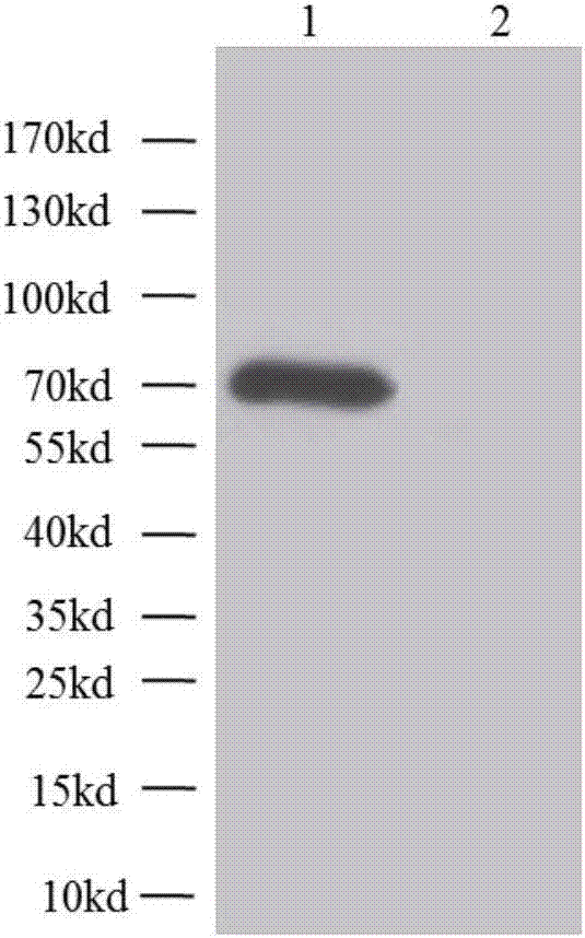 H7N9 virus-resistant monoclonal antibody