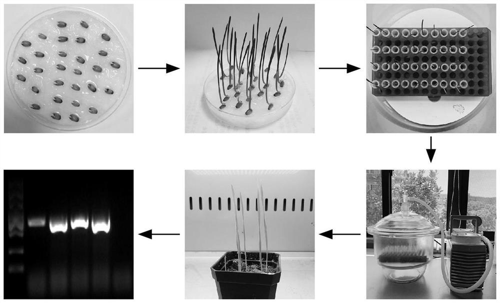 Inoculation method of Chinese wheat mosaic virus (CWMV)