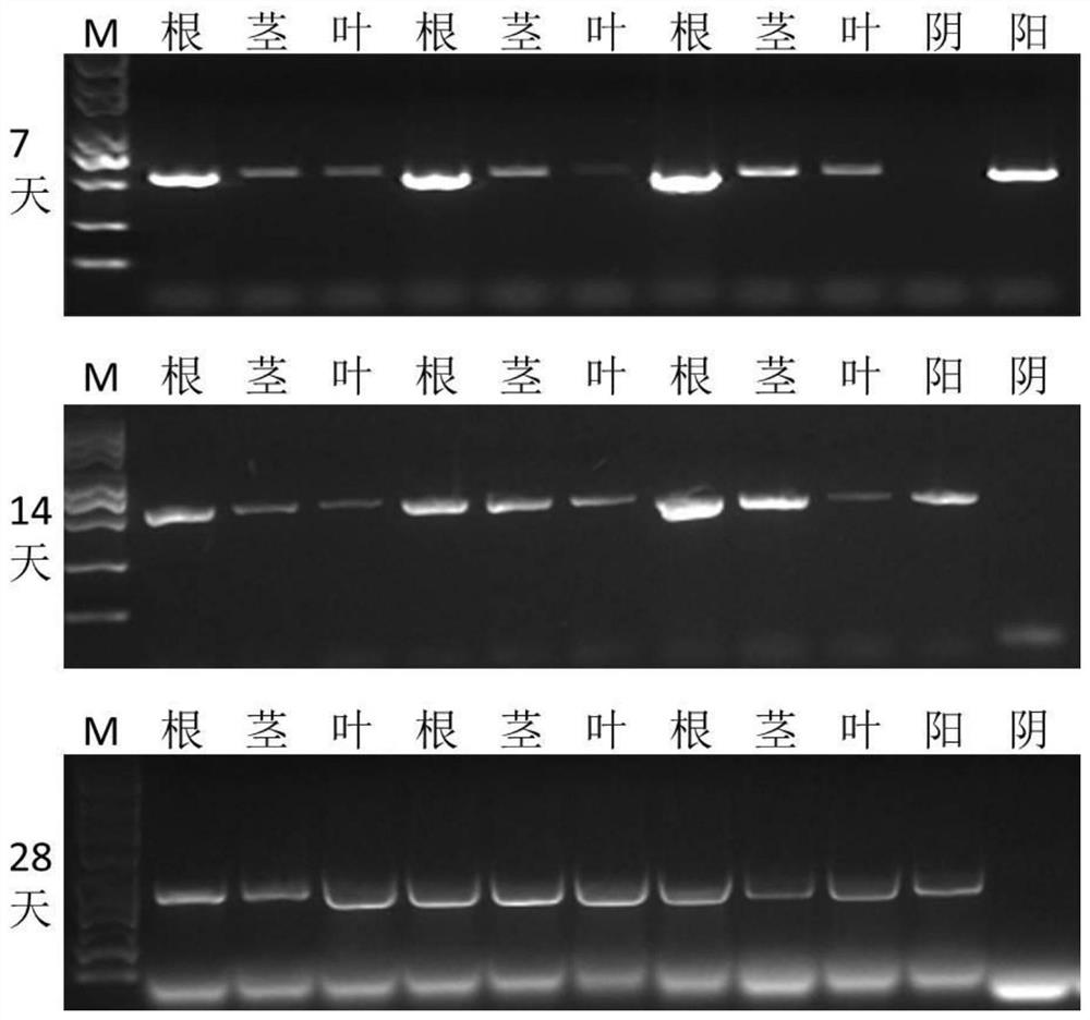 Inoculation method of Chinese wheat mosaic virus (CWMV)