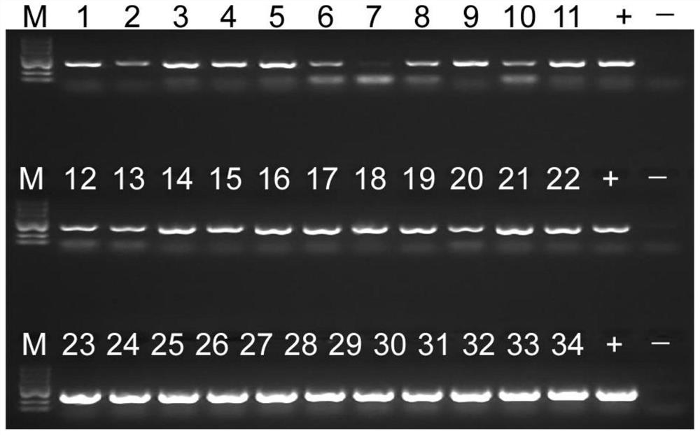 Inoculation method of Chinese wheat mosaic virus (CWMV)