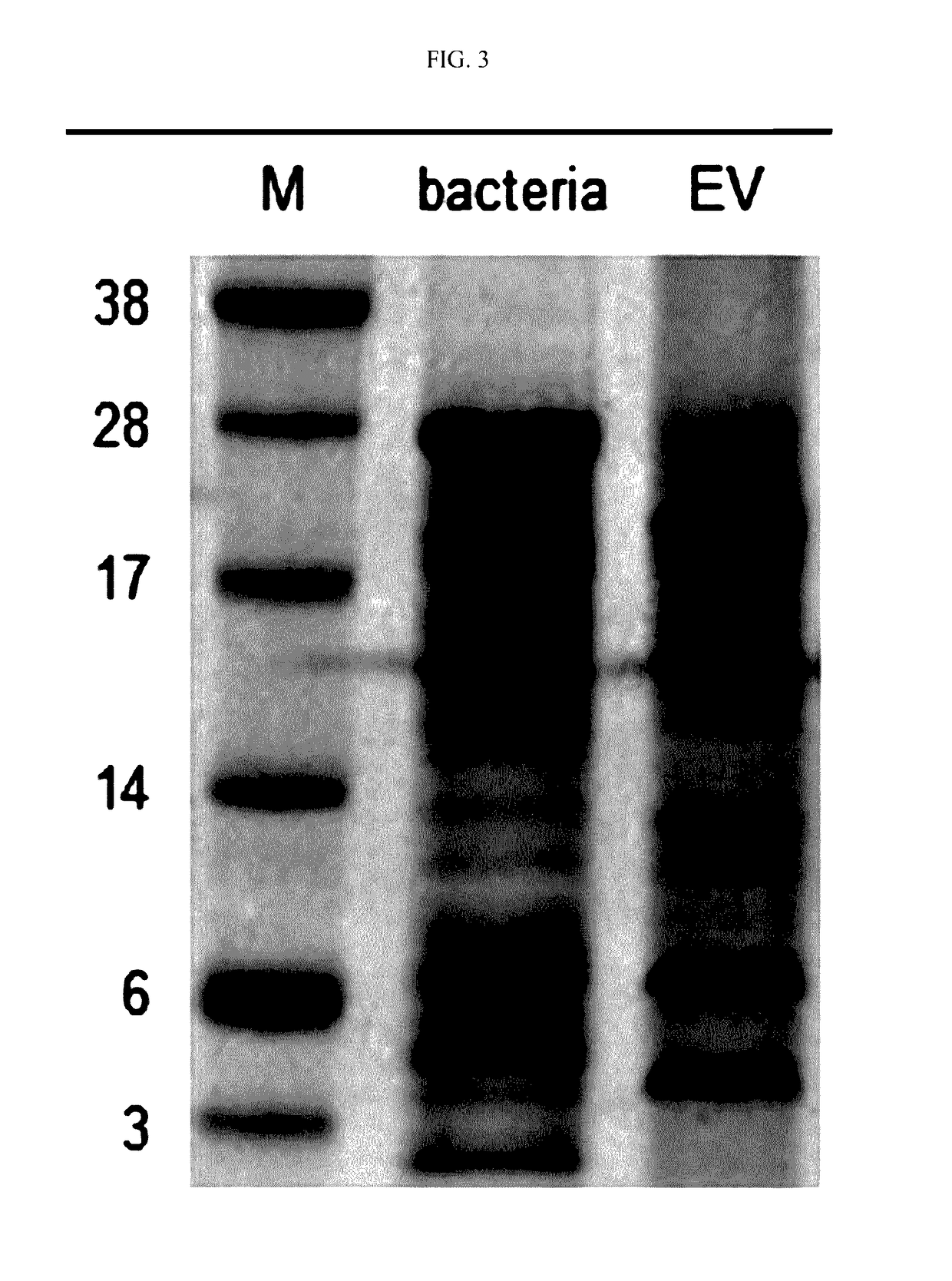 Composition for treating or preventing metabolic disease, containing, as active ingredient, extracellular vesicles derived from akkermansia muciniphila bacteria