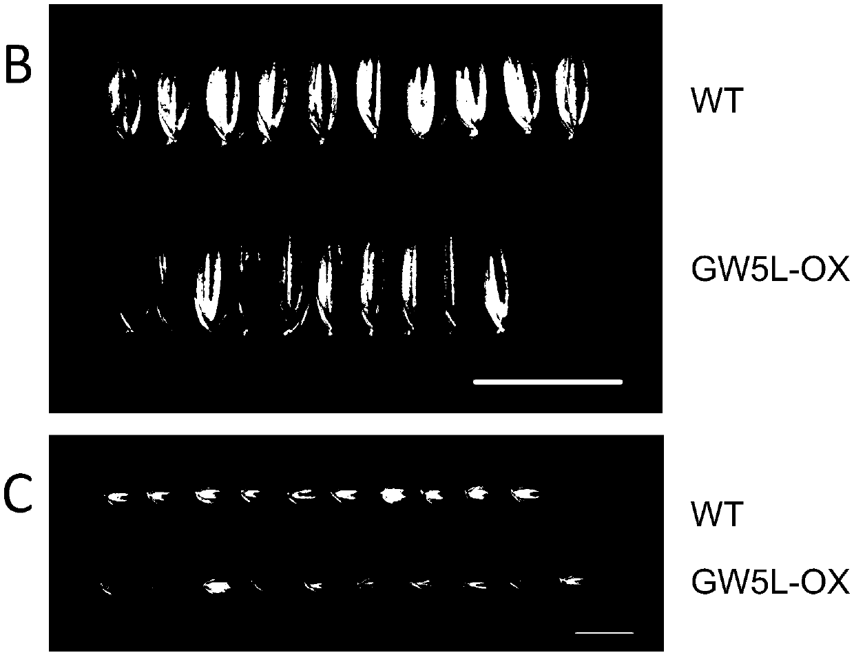 Rice grain width gene GW5L and application thereof