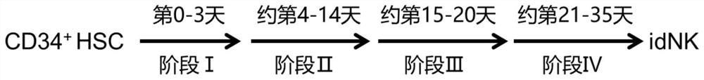 Method for inducing and amplifying decidua-like natural killer cells from hematopoietic stem cells in vitro