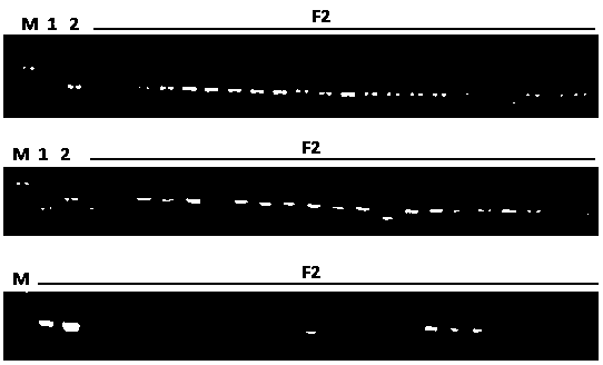 Molecular marker KB1 for identifying clubroot resistance of brassica rapa pekinensis, primer and application