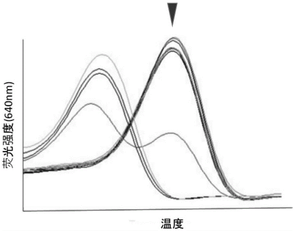 Kit for detecting TERT gene promoter mutation, and detection method and application of kit