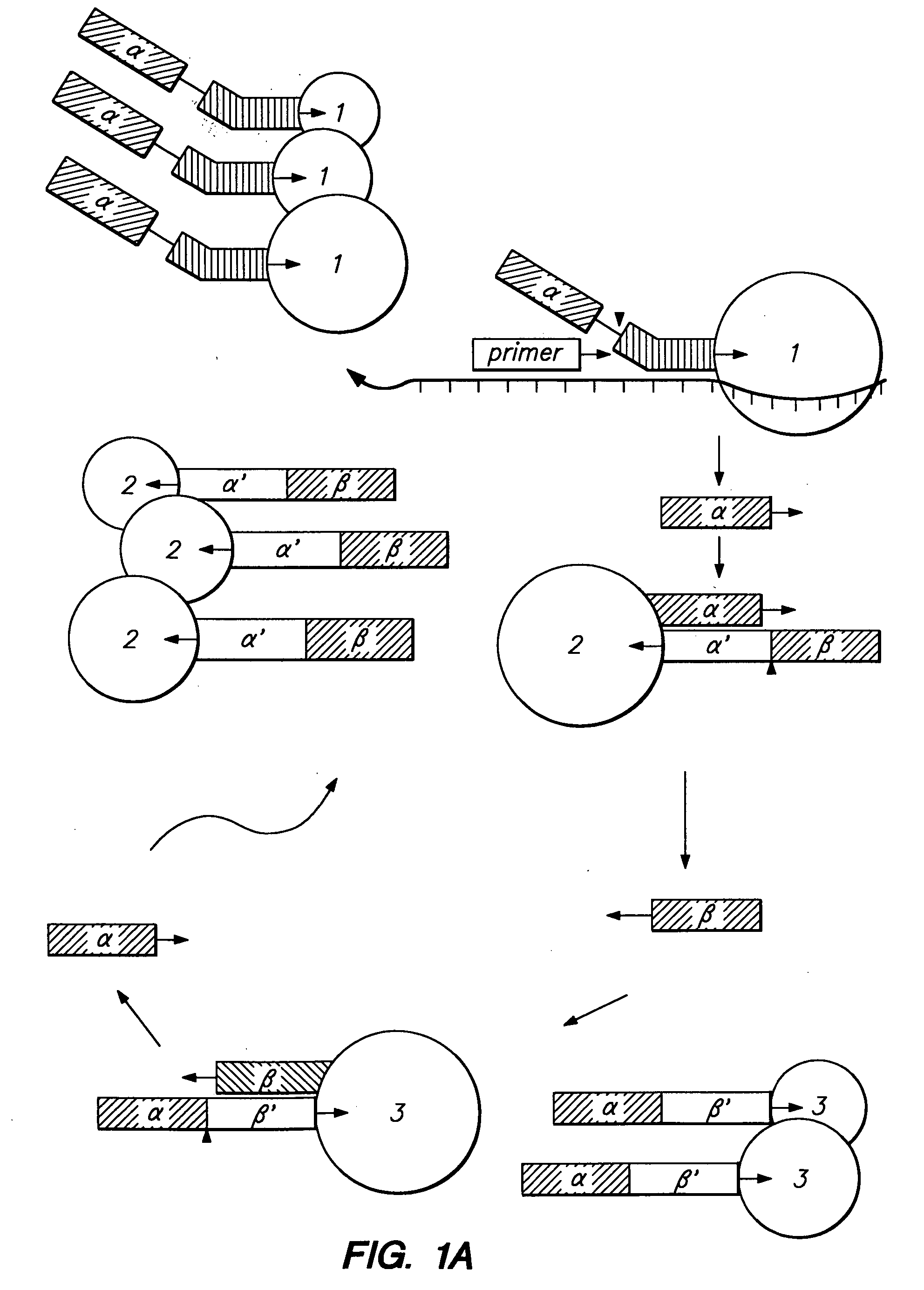 Cleavage of nucleic acids