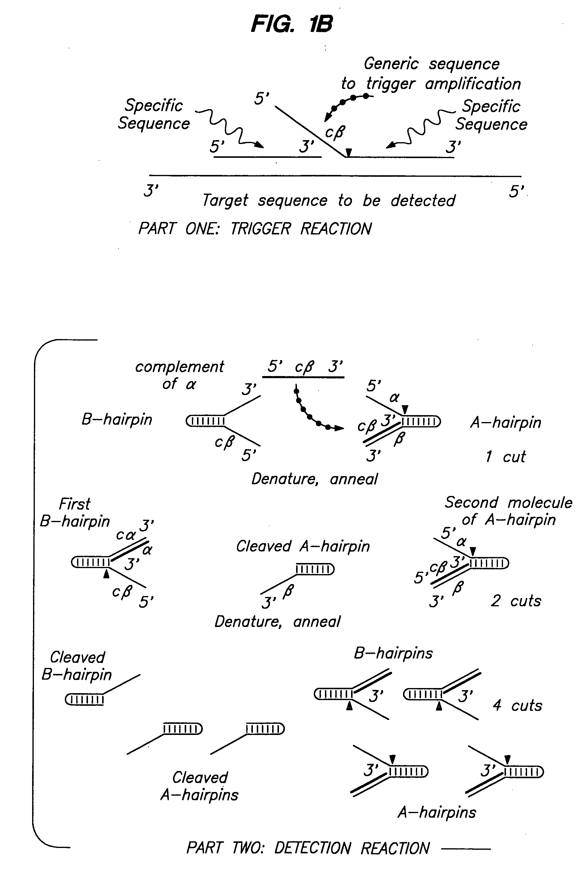 Cleavage of nucleic acids