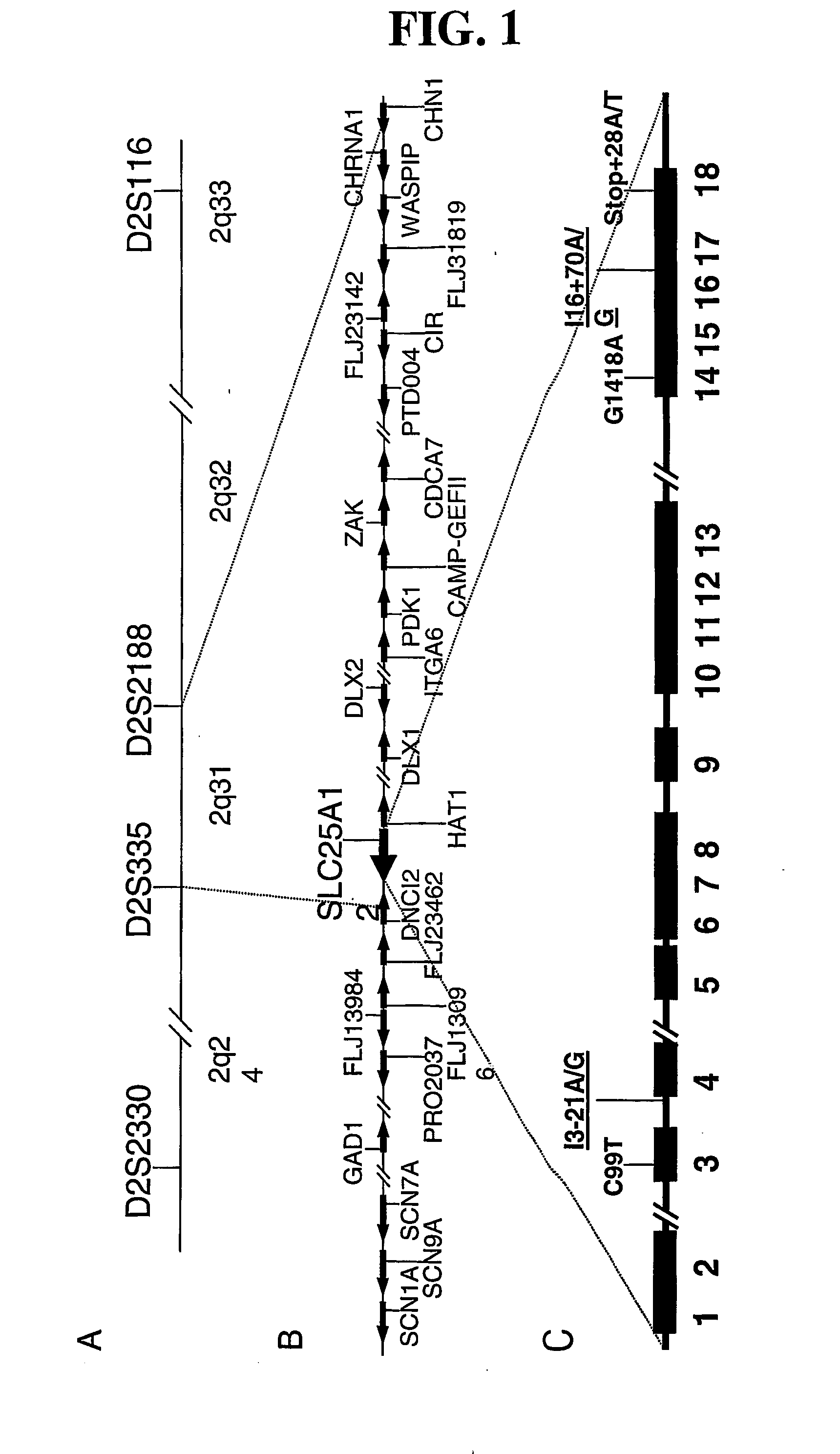 Methods and Compositions for Autism Risk Assessment