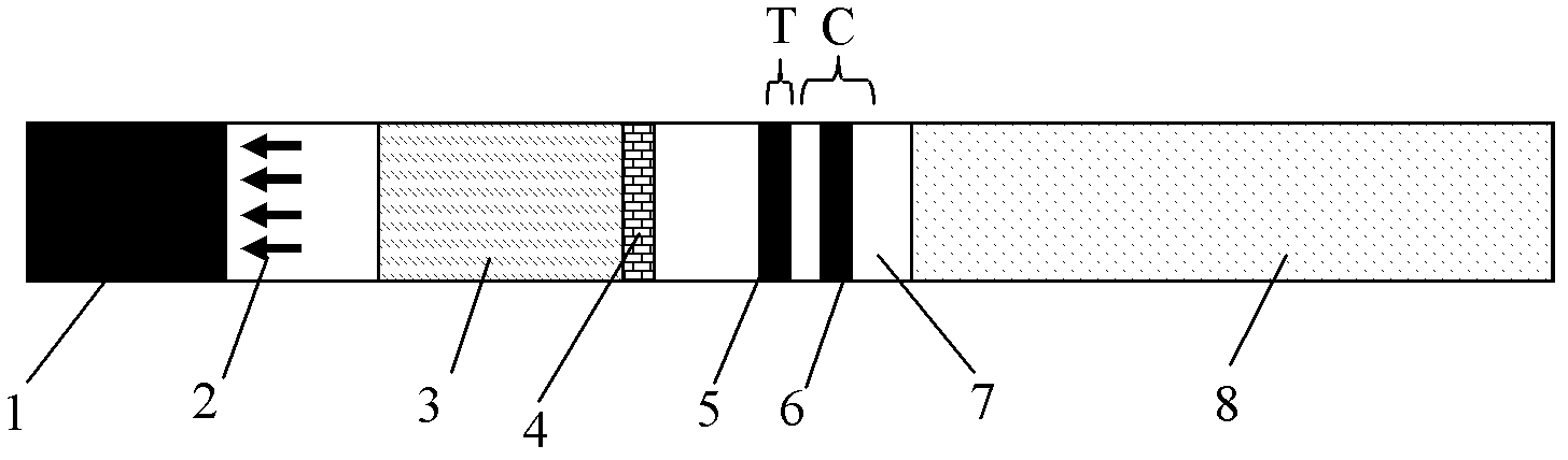 IgM (immunoglobulin M) antibody detection test strip