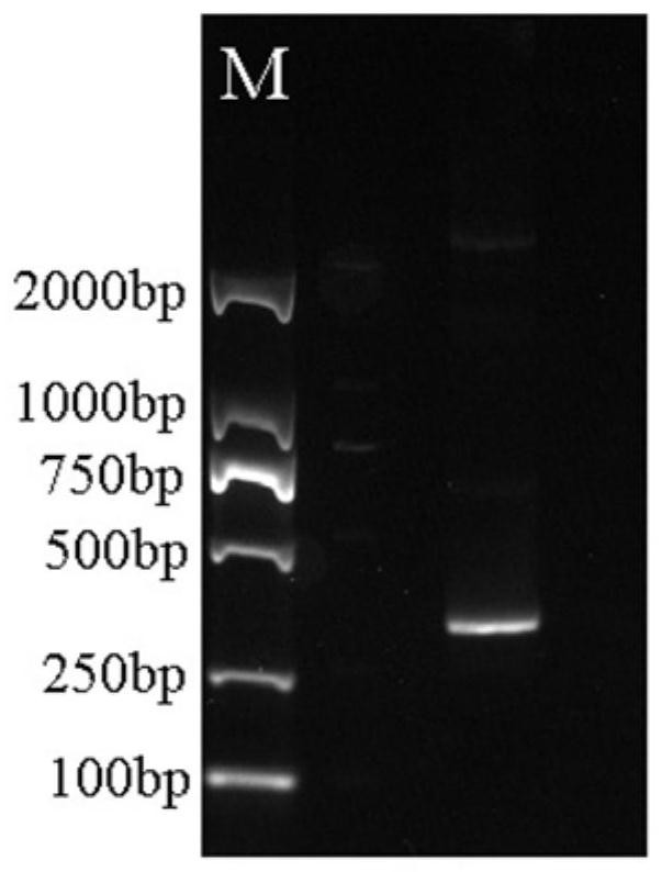 VIGS-based Rhododendron pulchrum leaf gene silencing system and construction method thereof