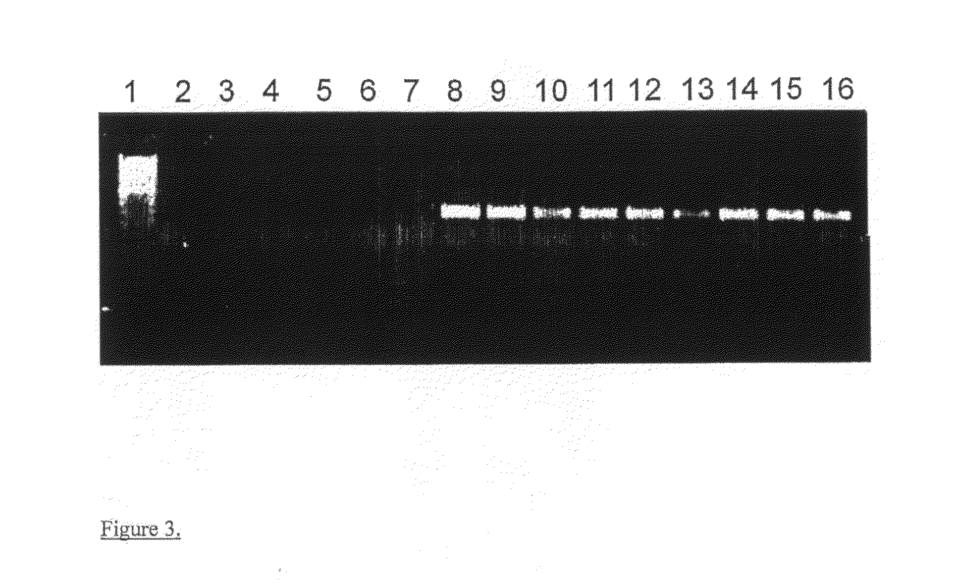 PCR diagnostics of dermatophytes and other pathogenic fungi