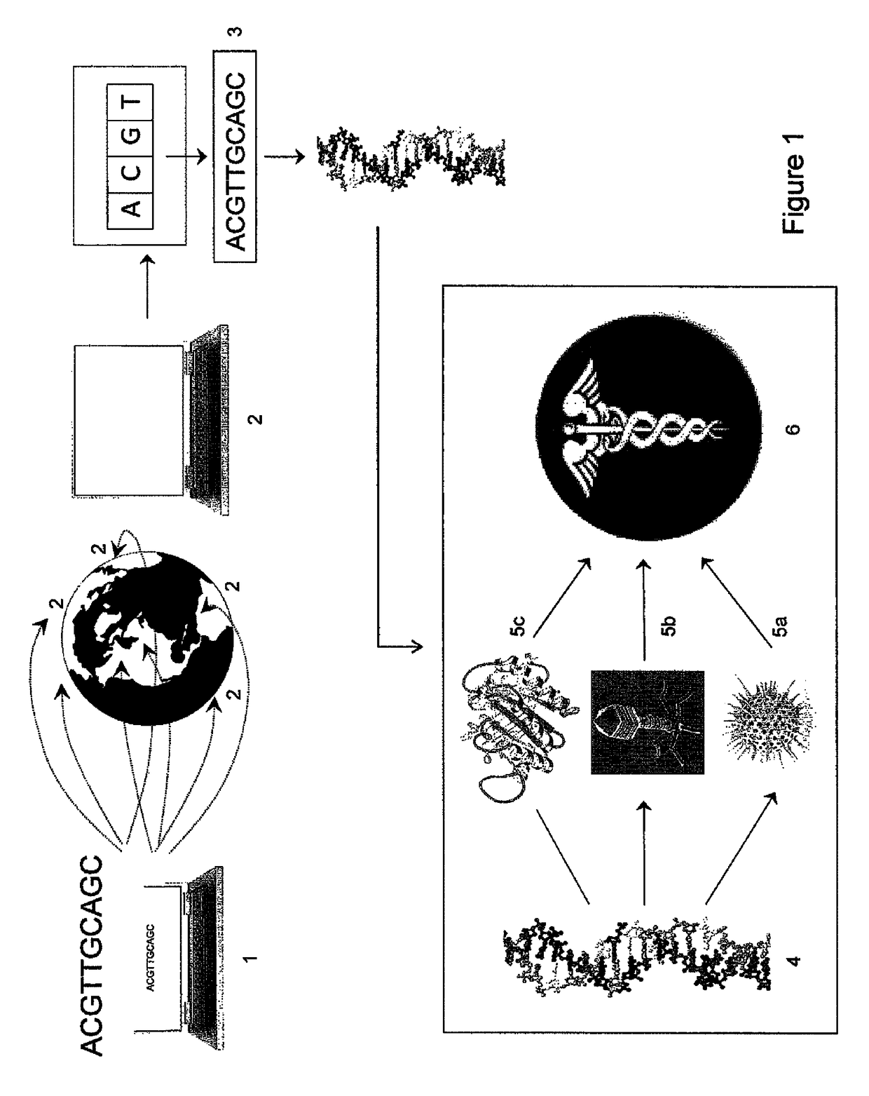 Digital to biological converter