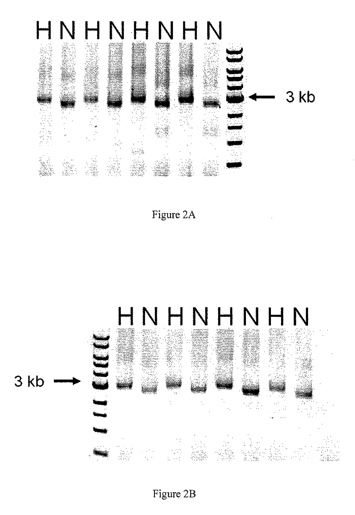 Digital to biological converter