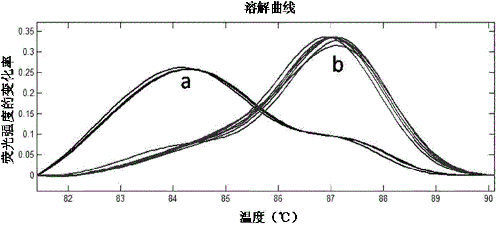 Method for discriminating two closely-related species of shellfish or identifying their hybrid generation