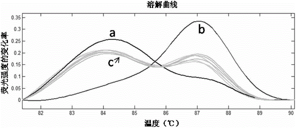 Method for discriminating two closely-related species of shellfish or identifying their hybrid generation