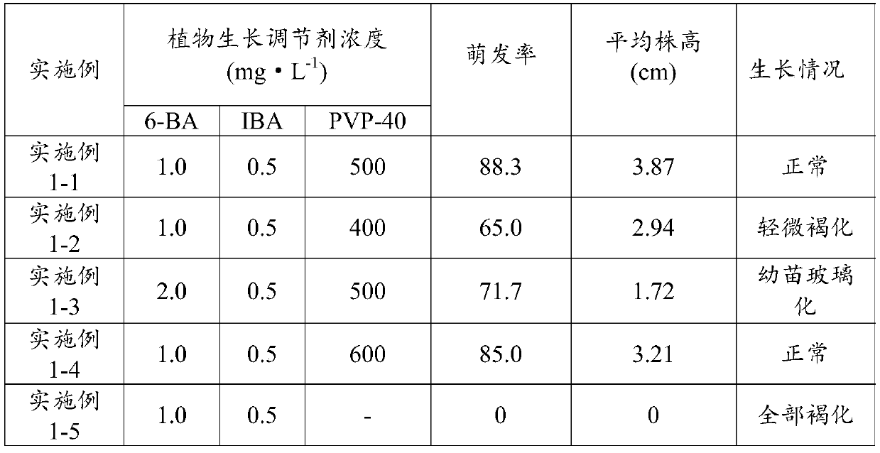 Tissue culture method of morus mongolica seedlings