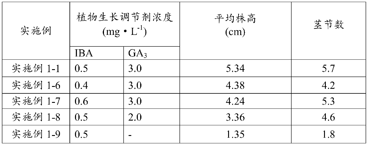 Tissue culture method of morus mongolica seedlings